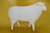 Schaf groß 85 x 115cm €250,- bis 290,- je nach Bemalung